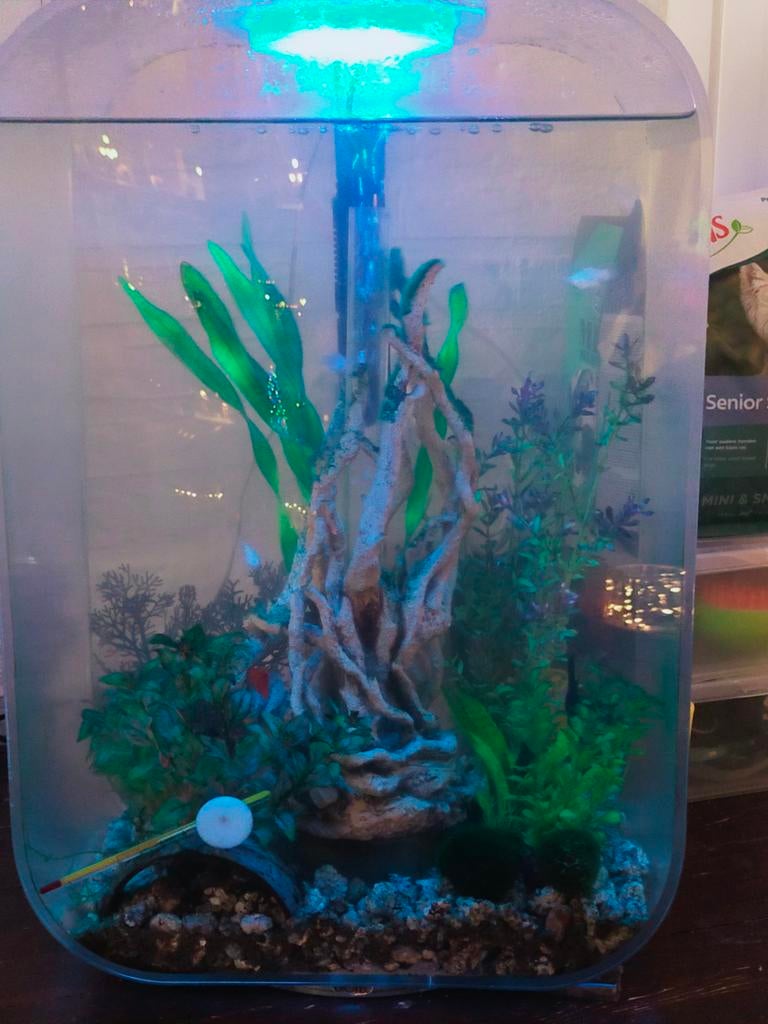 Biorb 60 ltr inc vissen, Dieren en Toebehoren, Vissen | Aquaria en Toebehoren, Ophalen