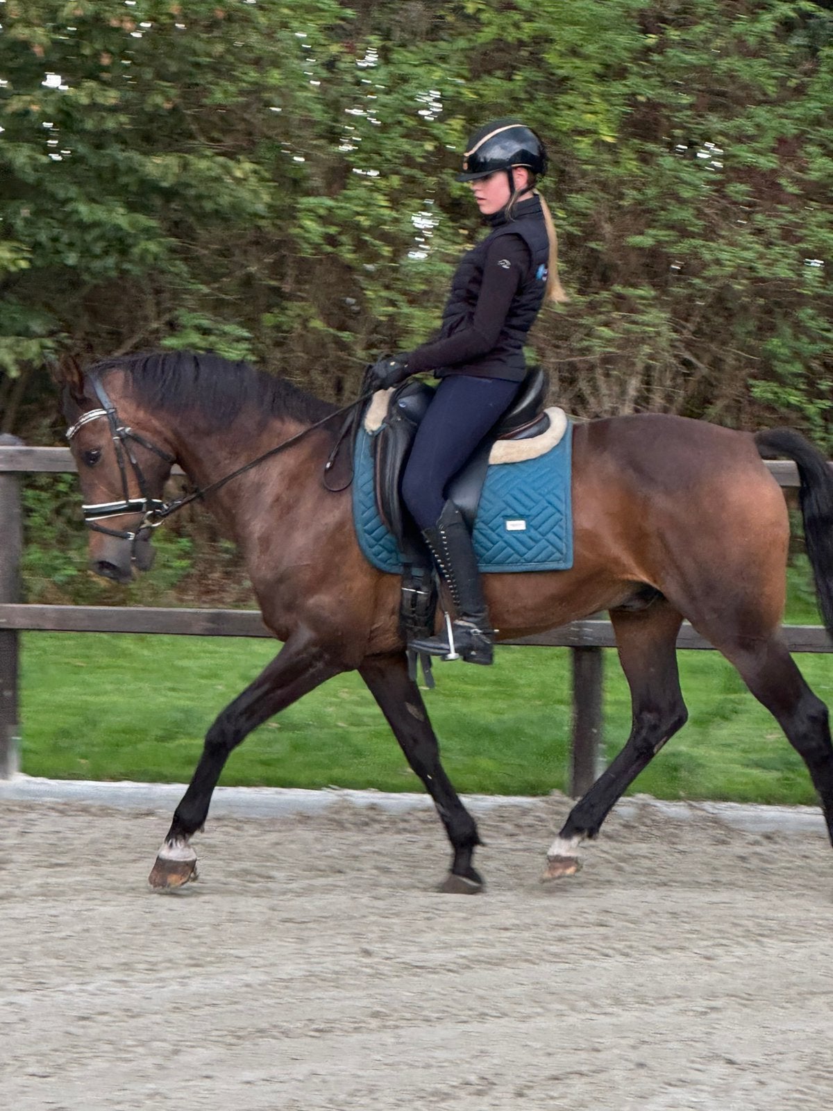 Lieve, brave E pony, Z2 Dressuur, E pony (1.48m - 1.57m), ZZ, Ruin, Dressuurpony