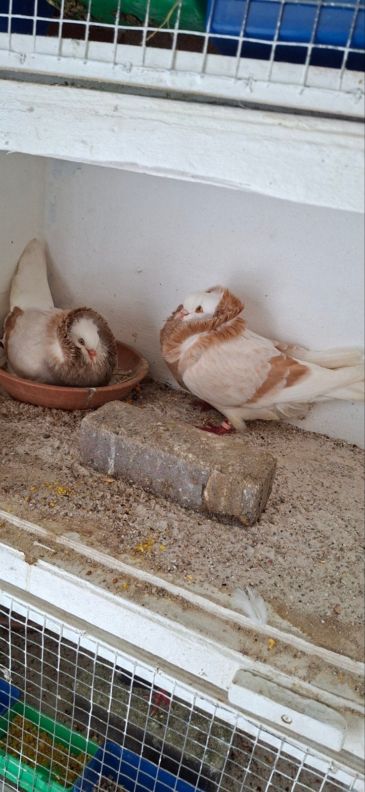 Te koop  sierduiven Oudhollands kapucijnen duiven, Meerdere dieren, Overige soorten