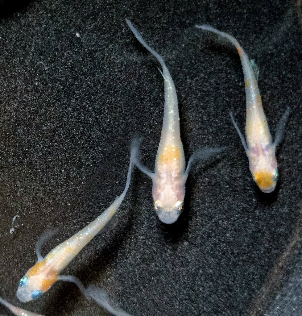 12 x Medaka Longfin, Dieren en Toebehoren, Overige soorten