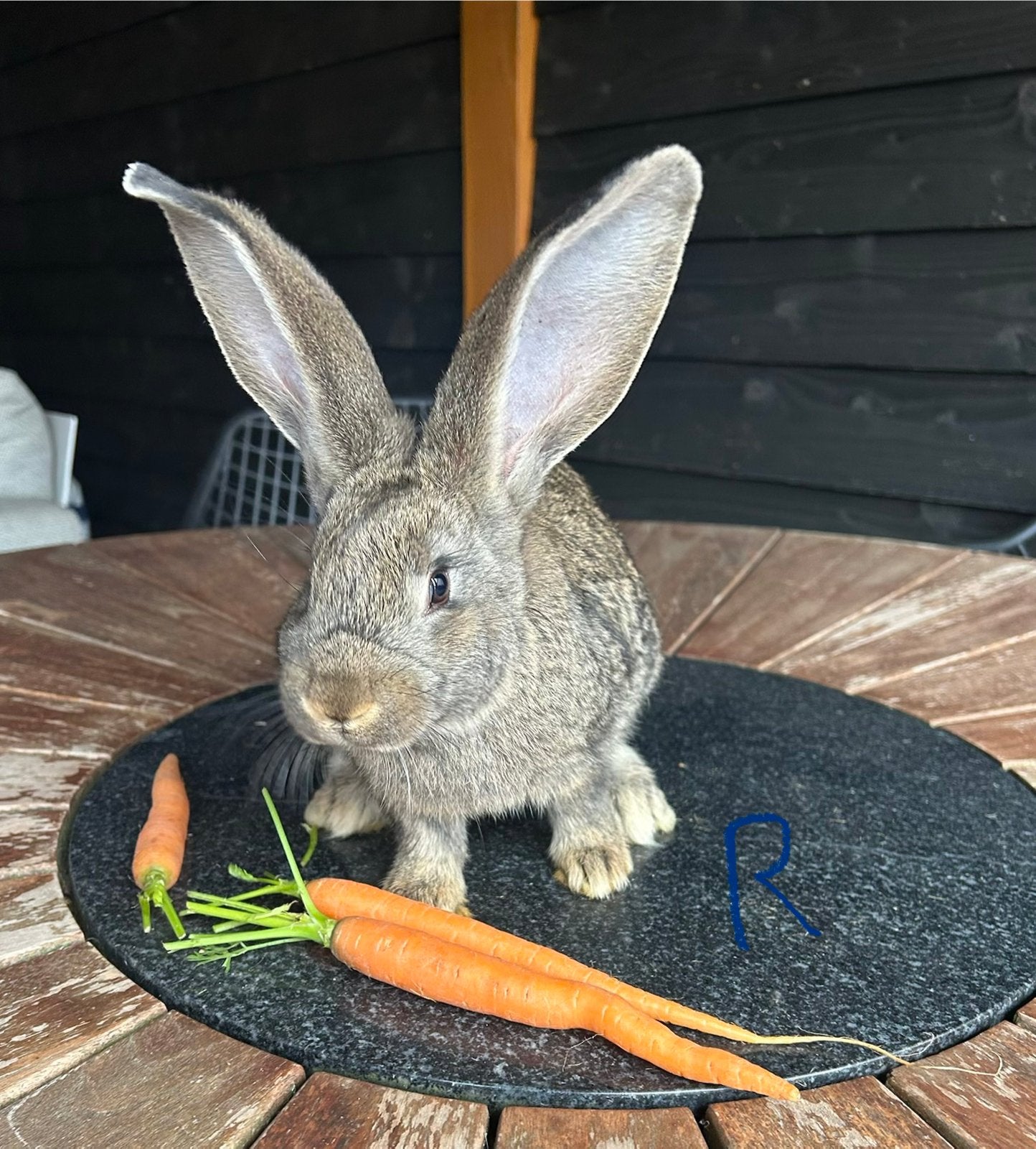 Lieve duitse Reus XXL, Dieren en Toebehoren, Mannelijk, Groot