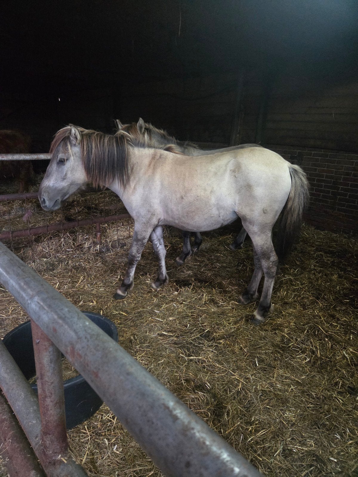 te koop nieuwe advertentie, Dieren en Toebehoren, Merrie, Minder dan 160 cm, 3 tot 6 jaar, Gechipt