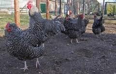 Noord Hollandse Blauwe kippen., Dieren en Toebehoren, Vrouwelijk, Kip