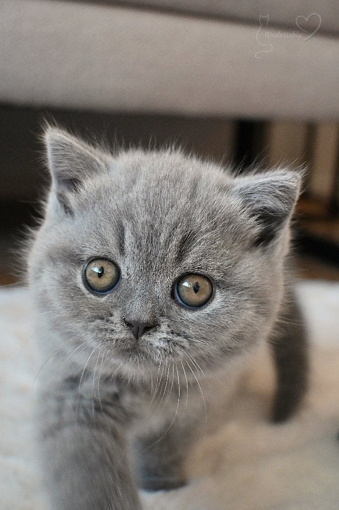Britse korthaar katten, Poes, Met stamboom, 0 tot 2 jaar