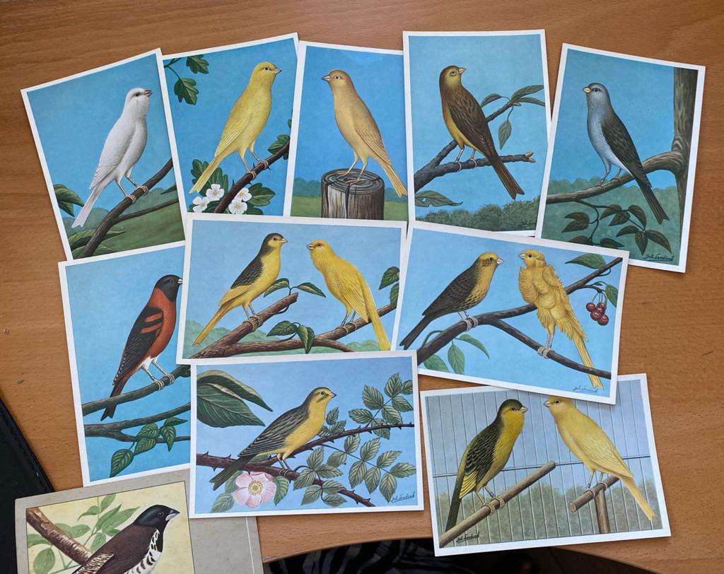Set van 10 (11) foto Vintage Vogel Ansichtkaarten - Kanaries