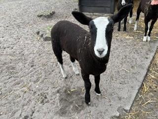 Zwartblesschaap lam, Mannelijk, Schaap, 0 tot 2 jaar