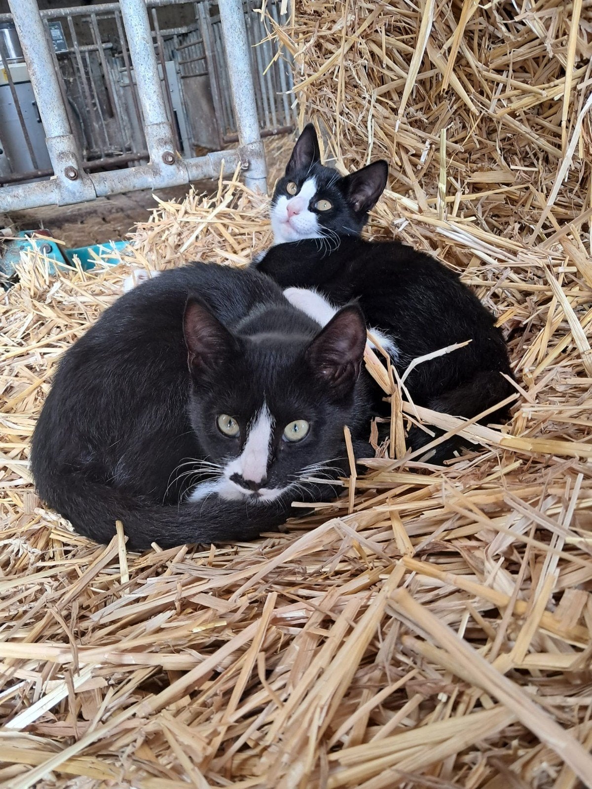 Frida en Felina, Dieren en Toebehoren, Katten en Kittens | Overige Katten, Poes