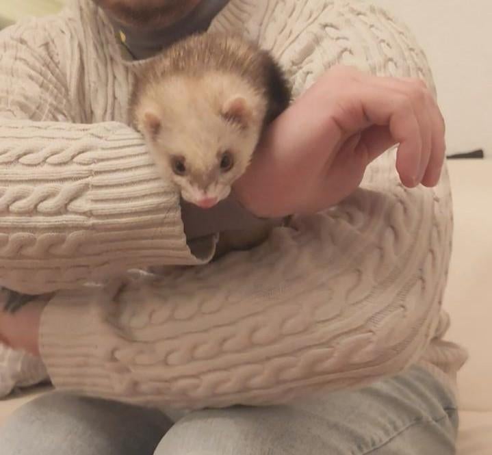 Sable ferret + cage, Ophalen, Overige soorten