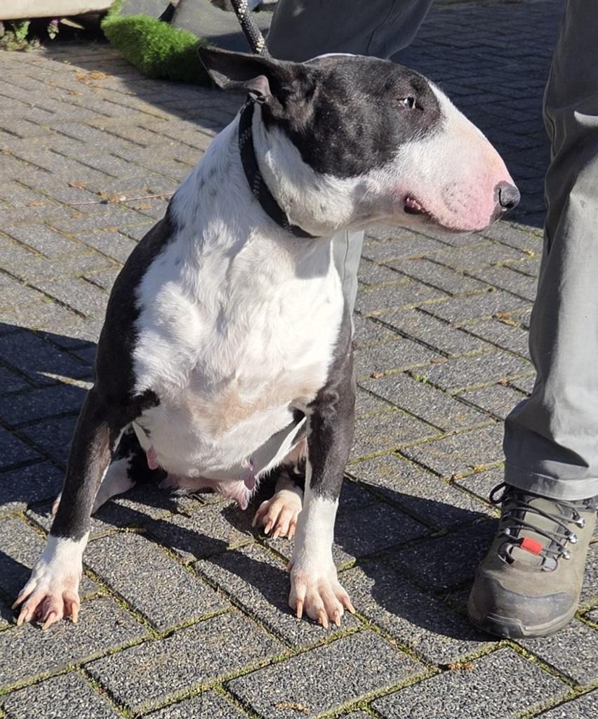 Te koop mooie bull terriër teef, Bull Terriër, Nederland, Teef, Eén hond