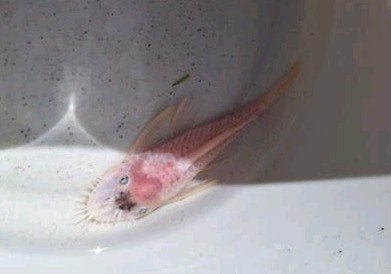 Witte ancistrus met zwart vlekje. Man. Blauwe ogen., Vis