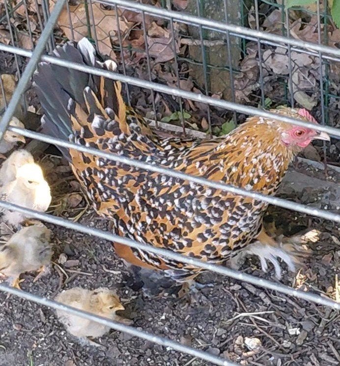 Sabelpoot kriel met kuikens, Meerdere dieren, Kip