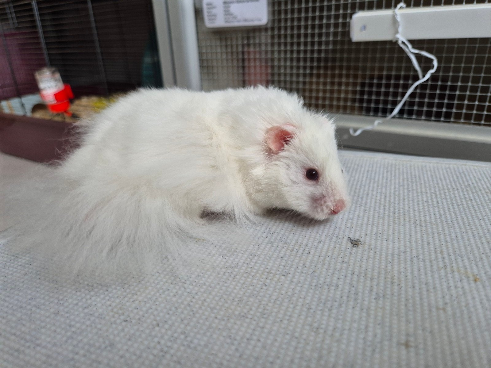 Syrische hamster/Goudhamster baby's, Dieren en Toebehoren, Hamster, Maart, Meerdere dieren, Tam