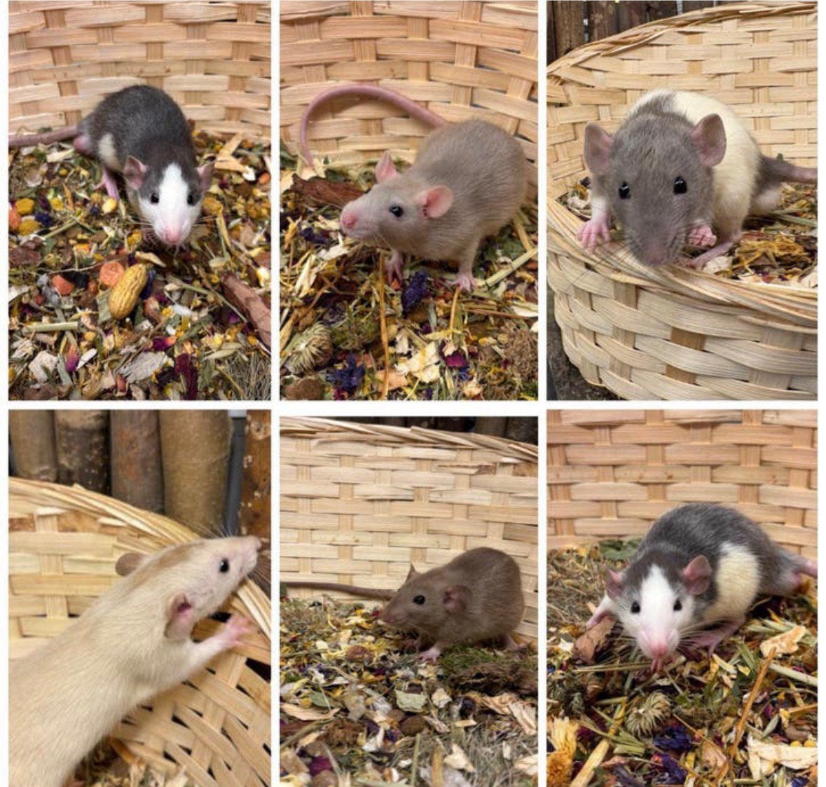 Jonge sociale, tamme ratten ( man , dumbo, van de fokker), Dieren en Toebehoren, Knaagdieren, Rat, Mannelijk, Juli, Tam