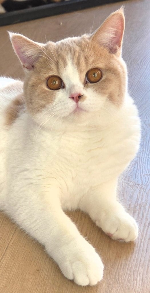 Prachtige BKH Créme/wit dekkater B stamboom, Dieren en Toebehoren, 0 tot 2 jaar