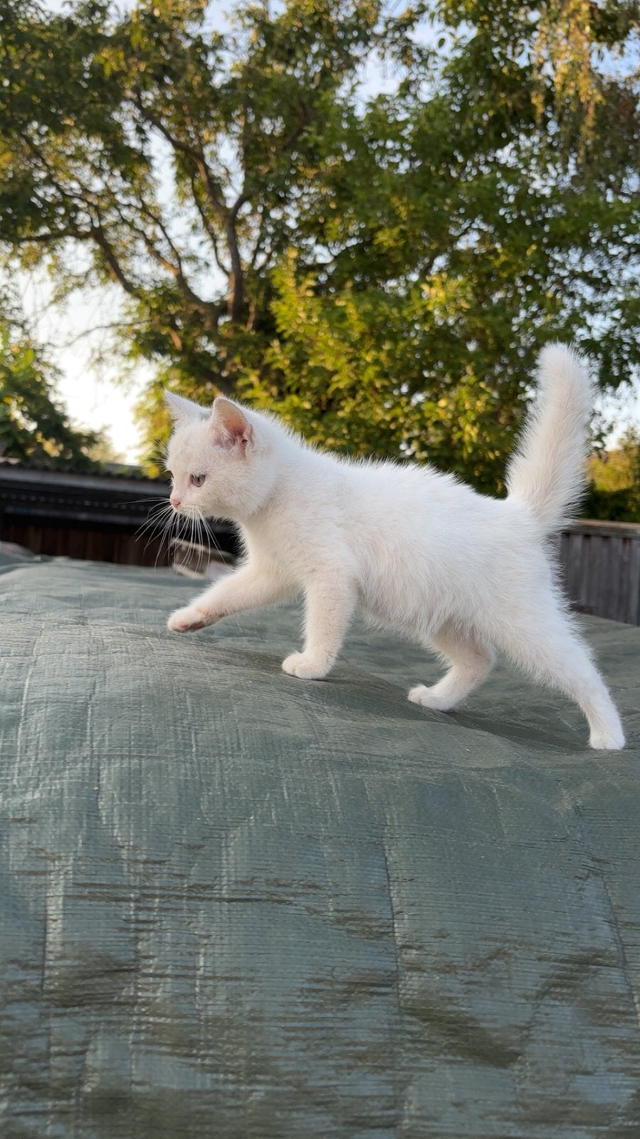 Kitten, Ophalen