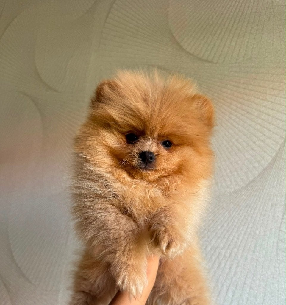 Pomeriaan  Pups, Dieren en Toebehoren, Honden | Chihuahua's en Gezelschapshonden, 8 tot 15 weken, Parvo, Meerdere, Nederland