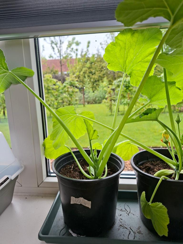 Courgette en koolrabi, Tuin en Terras, Planten | Tuinplanten, Ophalen, Eenjarig, Groenteplanten, Volle zon