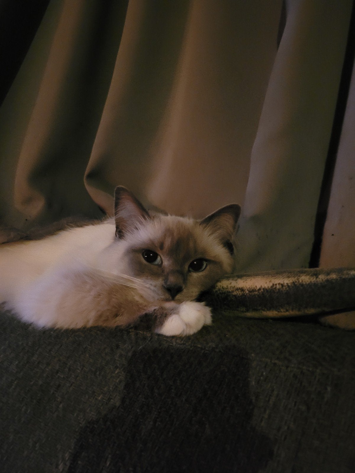 Ragdoll poes blue point mitted 4 jaar, Dieren en Toebehoren, Katten en Kittens | Raskatten | Langhaar, Poes, Gechipt, 3 tot 5 jaar