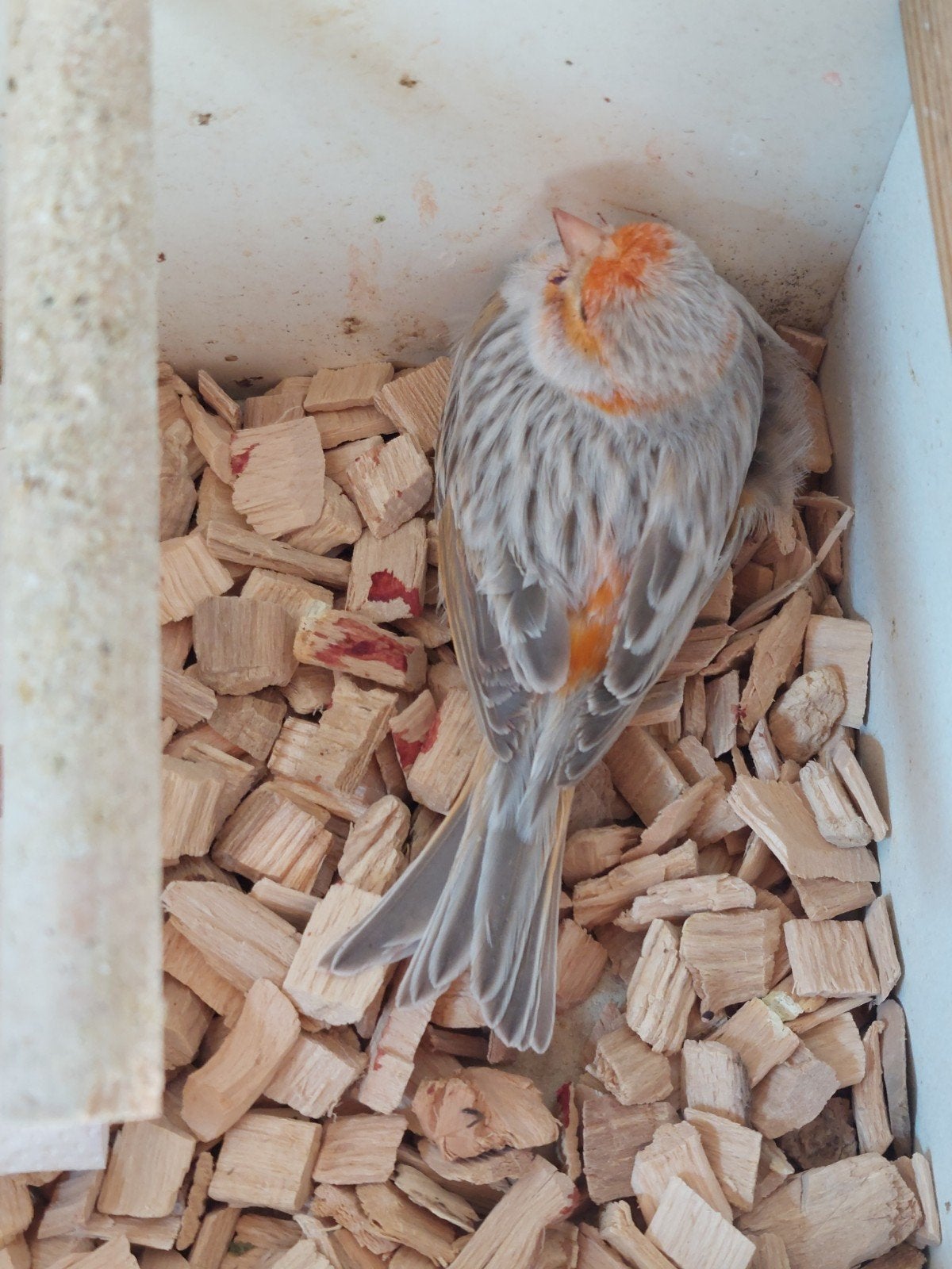 Rood agaat mozaïek kanarie, Dieren en Toebehoren, Vogels | Kanaries, Mannelijk, Kleurkanarie
