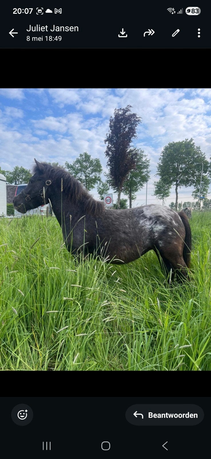 Mooie 2 jarige appaloosa merrie.vol papier NAS., Dieren en Toebehoren, Merrie