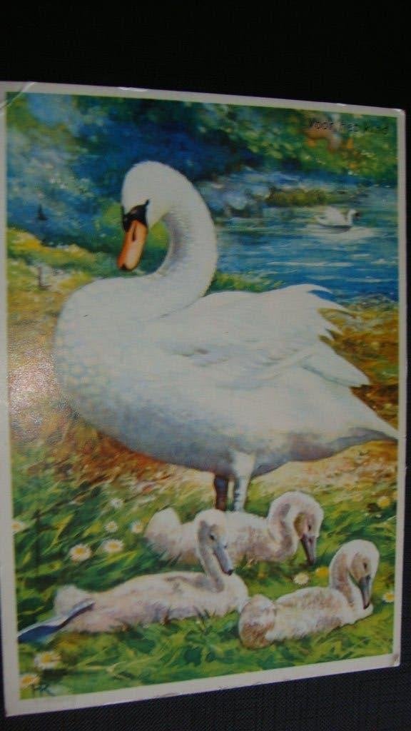 Zwaan., Ophalen of Verzenden, 1960 tot 1980, Gelopen, Overige thema's