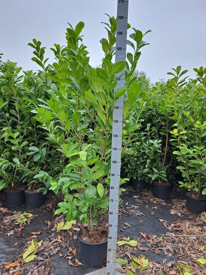 prunus laurier 100-175, Ophalen, Overige soorten, Halfschaduw