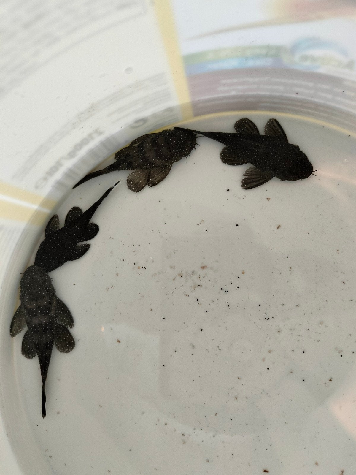 Kweek groep l181 peppermint pleco, Dieren en Toebehoren, Vis