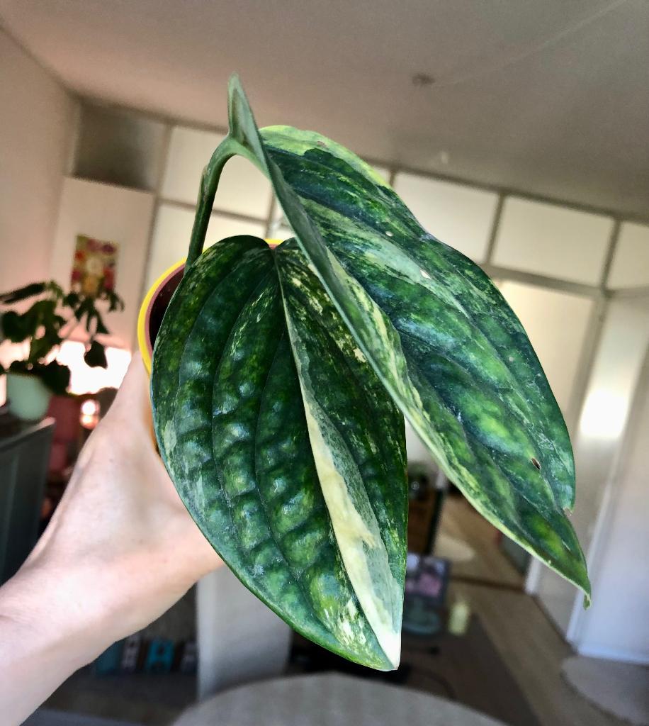 Monstera Peru Variegata in gele Elhopot, Huis en Inrichting, Kamerplanten, Ophalen of Verzenden, In pot, Halfschaduw, Minder dan 100 cm