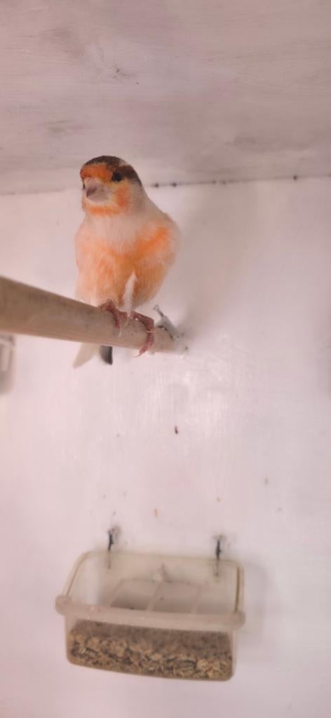 Harlekijn kanarie man 2025, Dieren en Toebehoren, Mannelijk, Zangkanarie