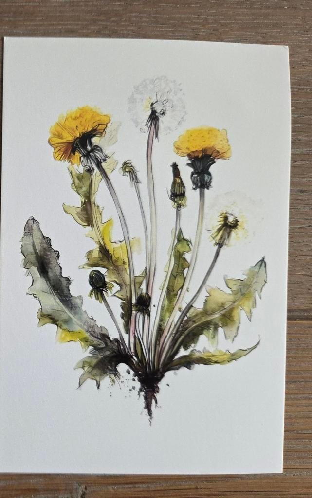 PAARDENBLOEM meerdere beschikbaar, Ophalen