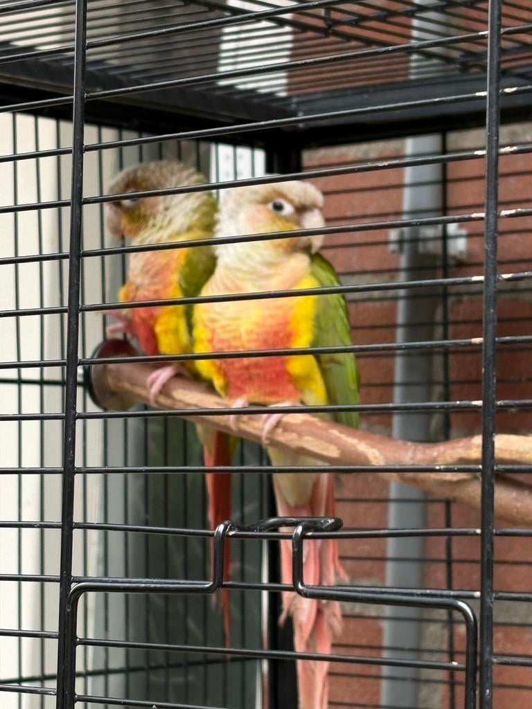 Kooi met vogels, Meerdere dieren, Parkiet
