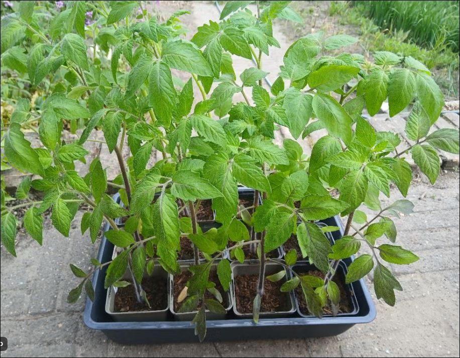 Laatste biologische tomaten planten, Tuin en Terras, Planten | Tuinplanten, Ophalen, Eenjarig, Groenteplanten, Volle zon