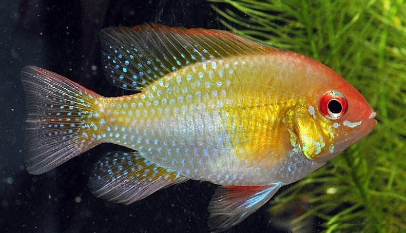 Zuid Amerikaanse Cichliden: Microgeophagus ramirezi Gold, Vis, Zoetwatervis