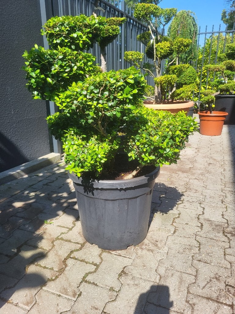 Ilex crenata"Green Lustre"bonsai, Tuin en Terras, Volle zon, Vaste plant, Bloeit niet, Ophalen