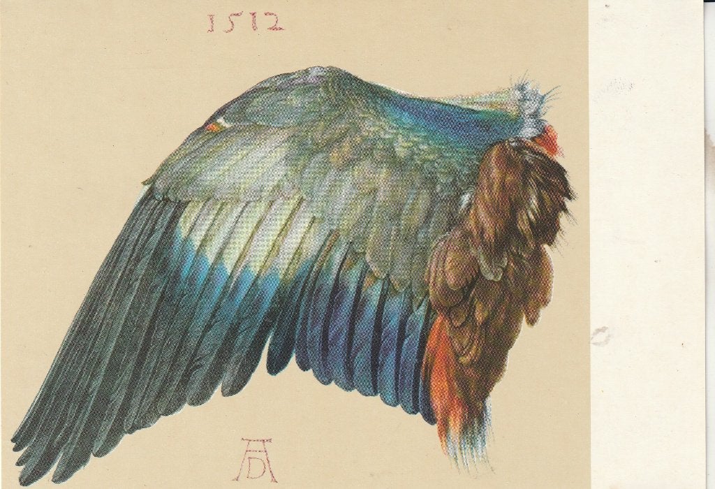Briefkaart Vleugel van een scharrelaar door Albrecht Dürer, Ophalen of Verzenden, Briefkaart