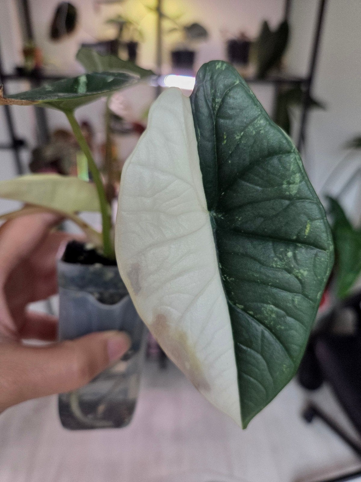 Alocasia platinum albo variegata, Ophalen of Verzenden, Halfschaduw, Minder dan 100 cm
