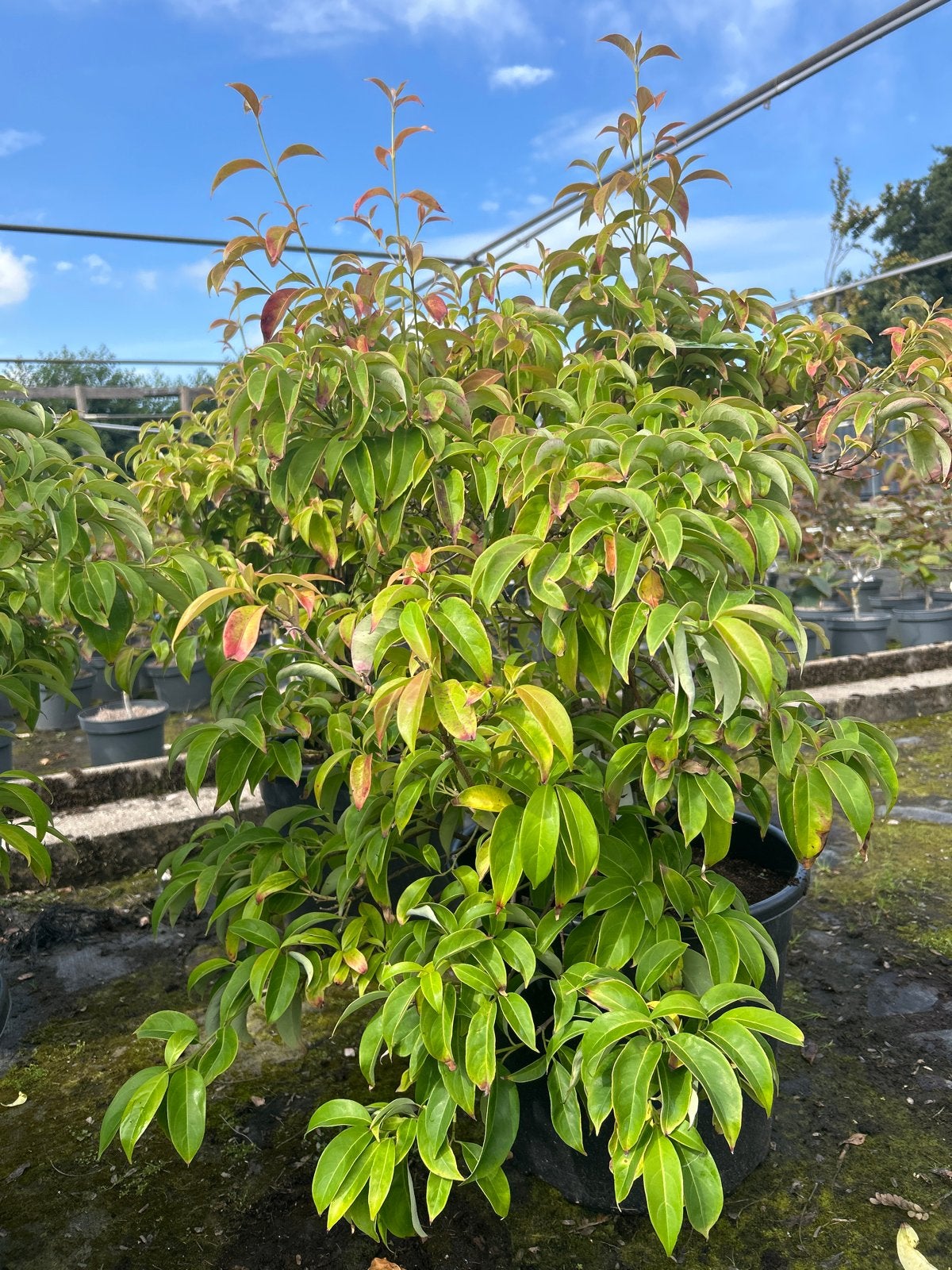 Cornus elliptica 'Empress of China'   20L pot Groenblijvend, Volle zon, Vaste plant, Zomer, Ophalen