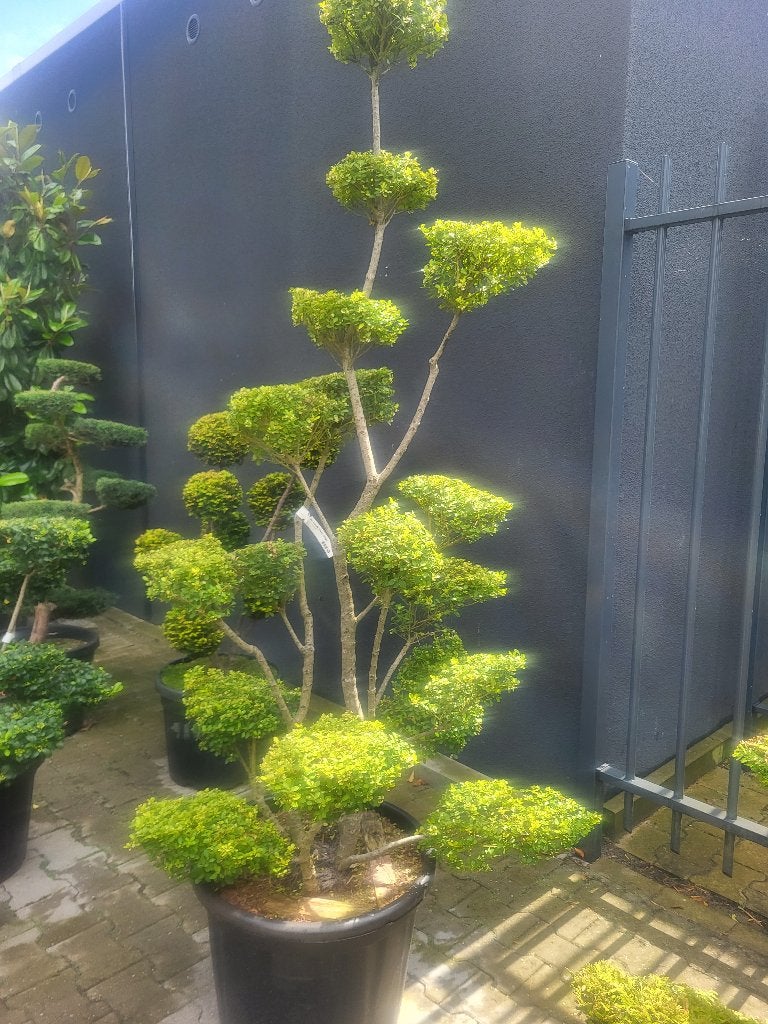 Ilex crenata Green Hedge bonsai, Tuin en Terras, Planten | Bomen, Overige soorten, Lente, 100 tot 250 cm, Ophalen