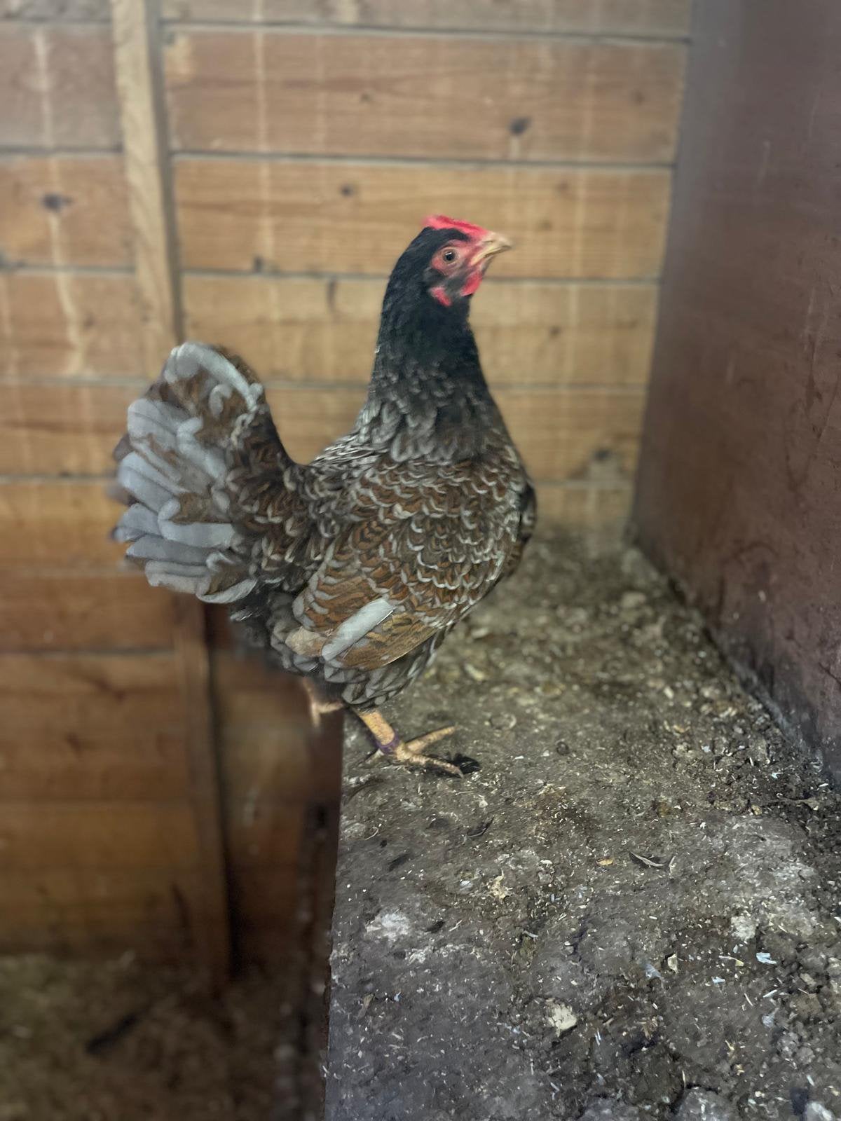 Toom barnevelder kriel, unieke kleur, blauw/goud & witgoud, Dieren en Toebehoren, Pluimvee, Kip, Meerdere dieren