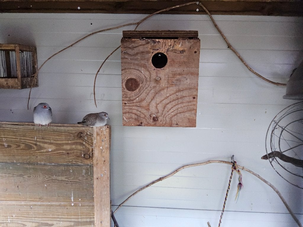 diamantduiven m/v, Dieren en Toebehoren, Meerdere dieren, Overige soorten