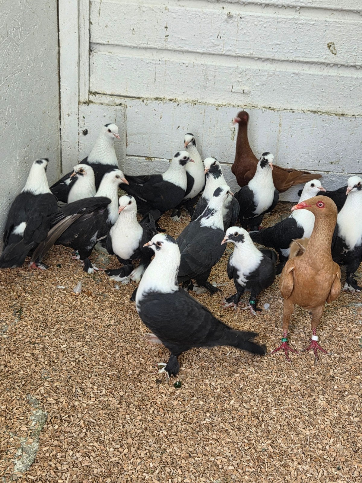 siras tuimelaars, Dieren en Toebehoren, Meerdere dieren, Overige soorten