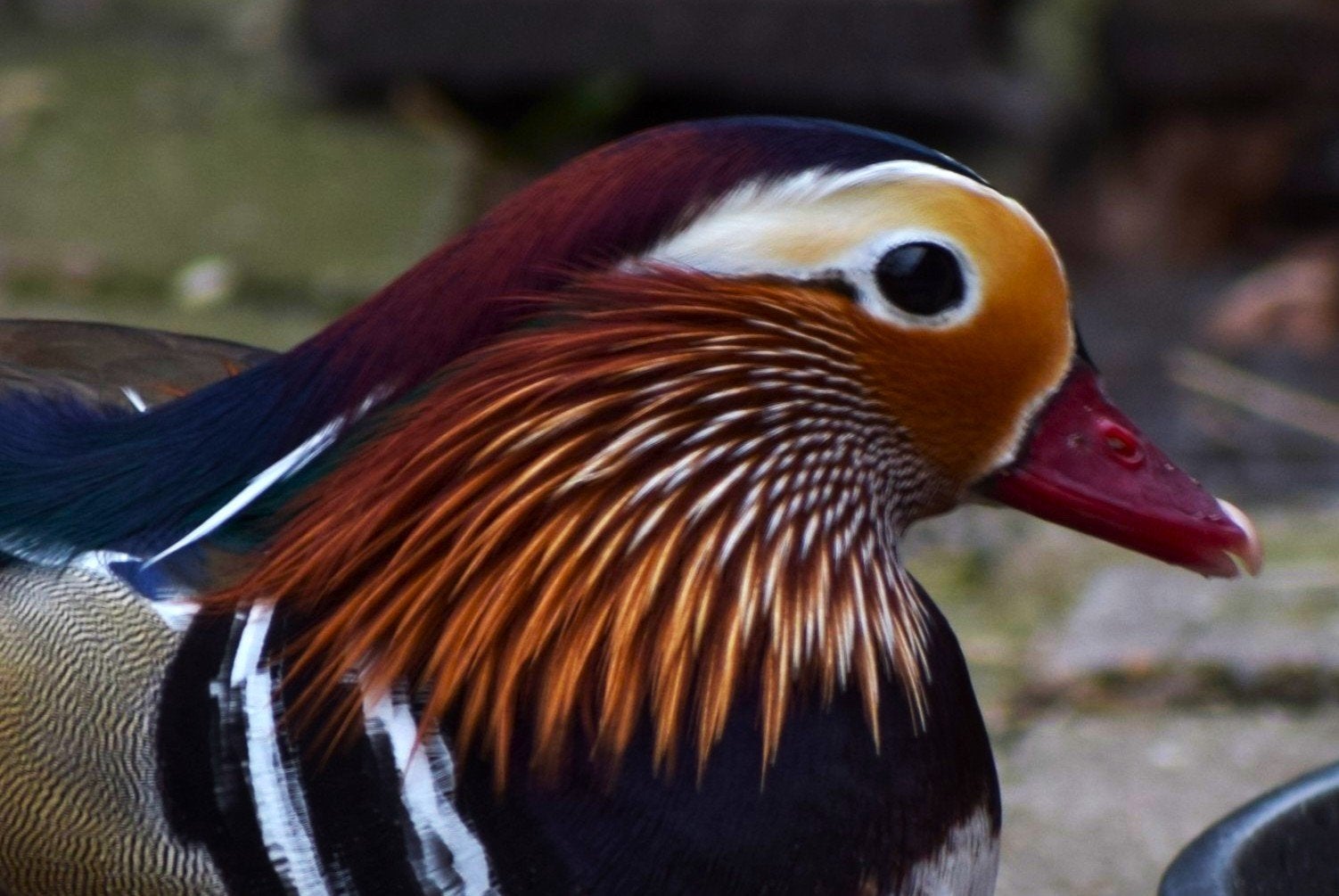 Te Koop siereendjes, Dieren en Toebehoren, Meerdere dieren, Eend