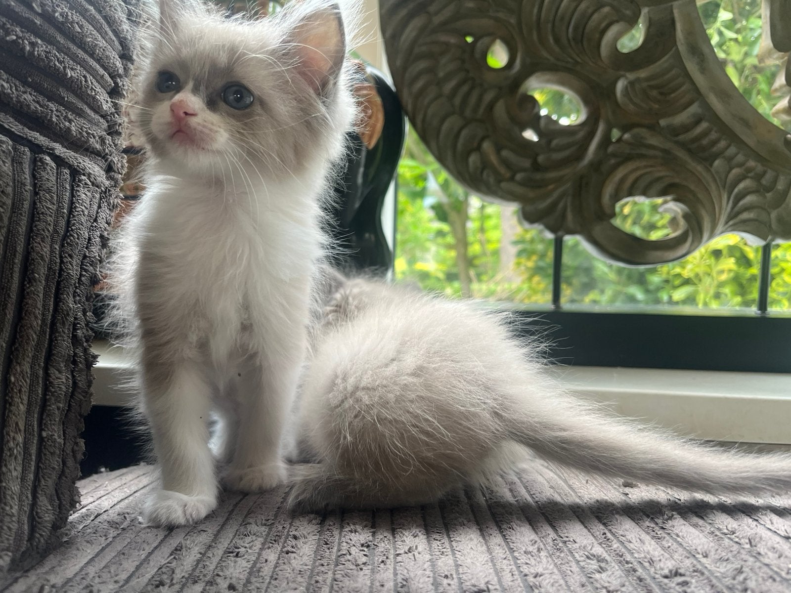 Ragdoll kittens met stamboom, Dieren en Toebehoren, Meerdere dieren, Met stamboom, 0 tot 2 jaar