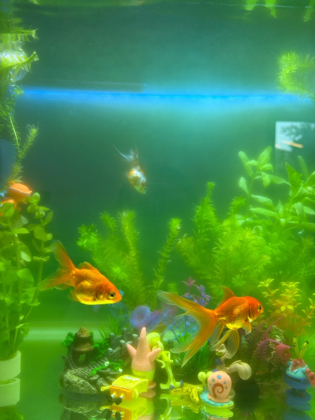 GRATIS 3 goudvissen, Dieren en Toebehoren, Vissen | Aquariumvissen, Vis