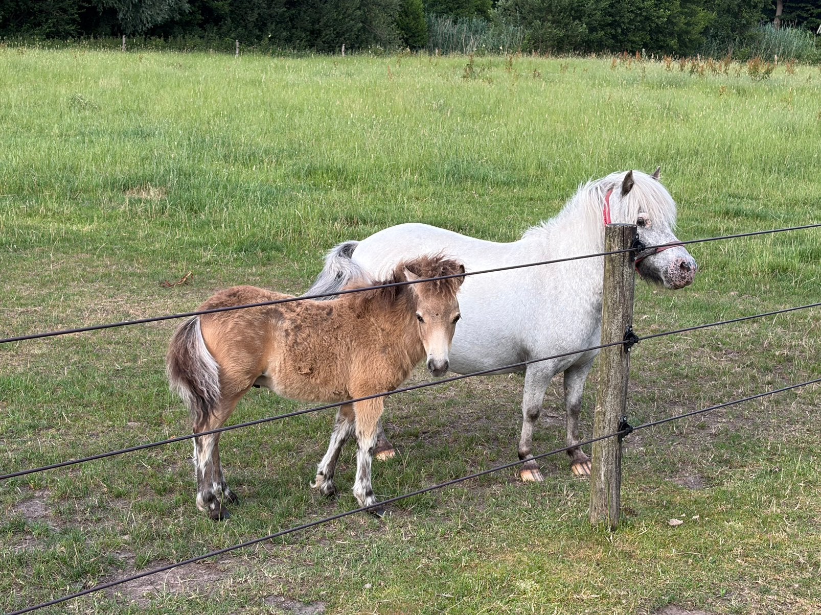 Few spot merrie met valk veulen, Merrie, A pony (tot 1.17m), 0 tot 2 jaar