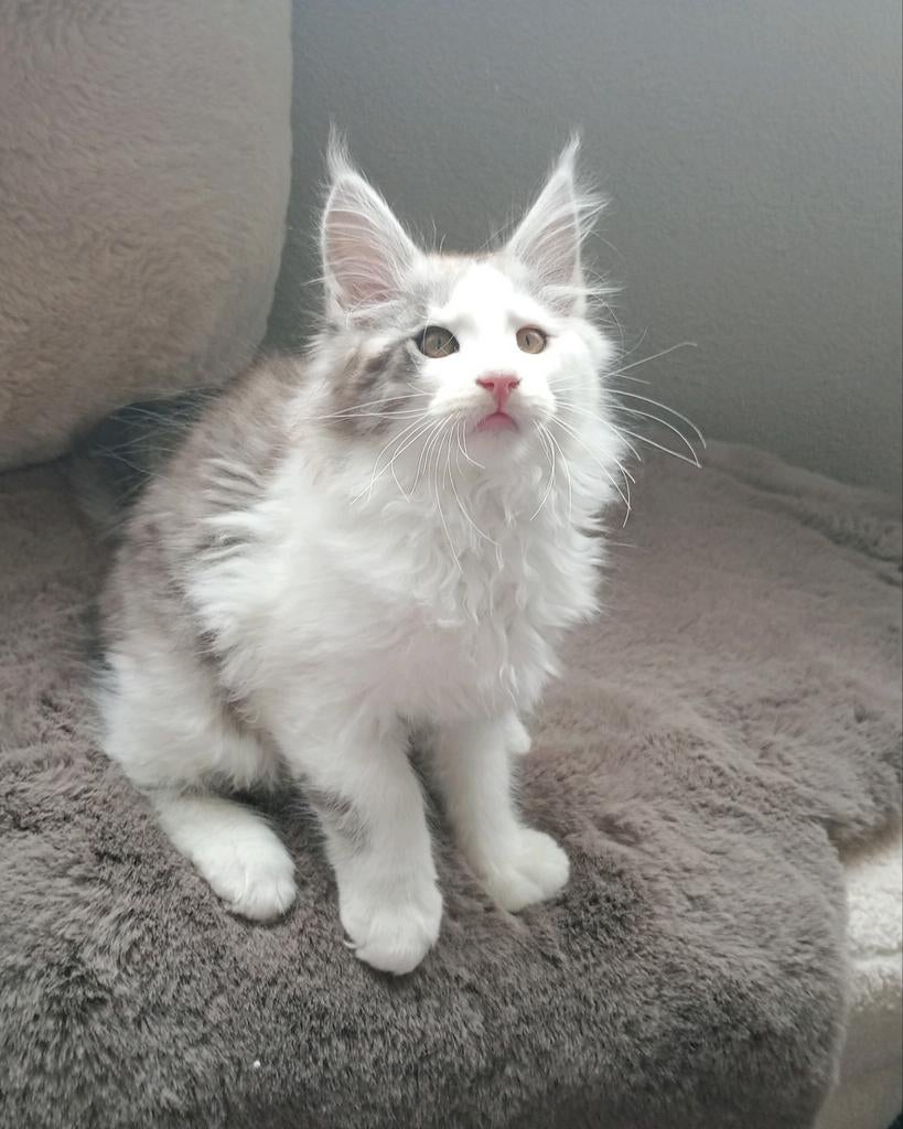 🩷 Prachtige mainecoon  kittens  nog 3  beschikbaar, Meerdere dieren, Ontwormd