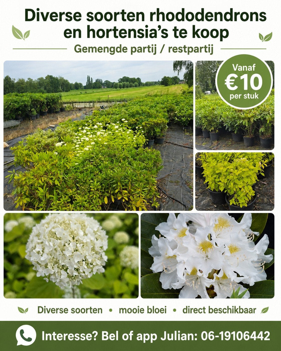 Diverse Rhododendrons te koop – verschillende soorten, Ophalen, Rhododendron, Struik, Minder dan 100 cm