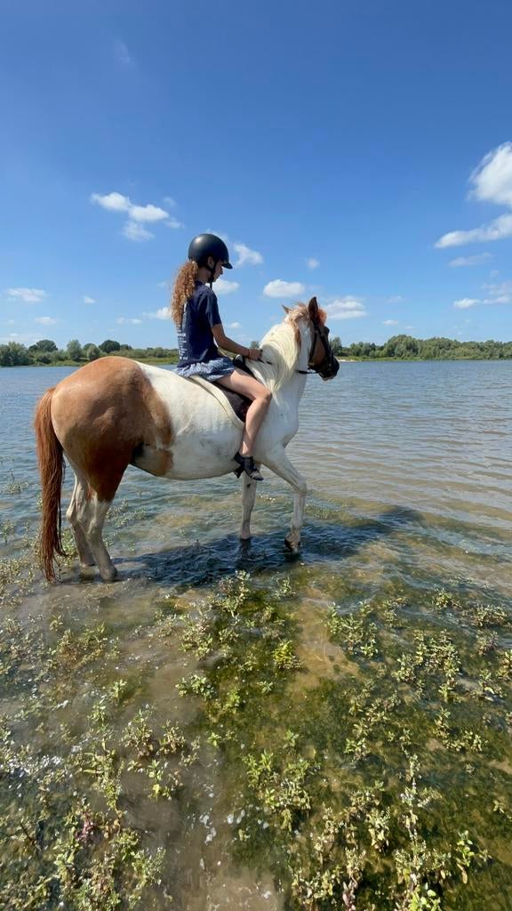 Verzorger aangeboden, Dieren en Toebehoren, Paarden en Pony's | Verzorgingsproducten, Ophalen of Verzenden, Nieuw