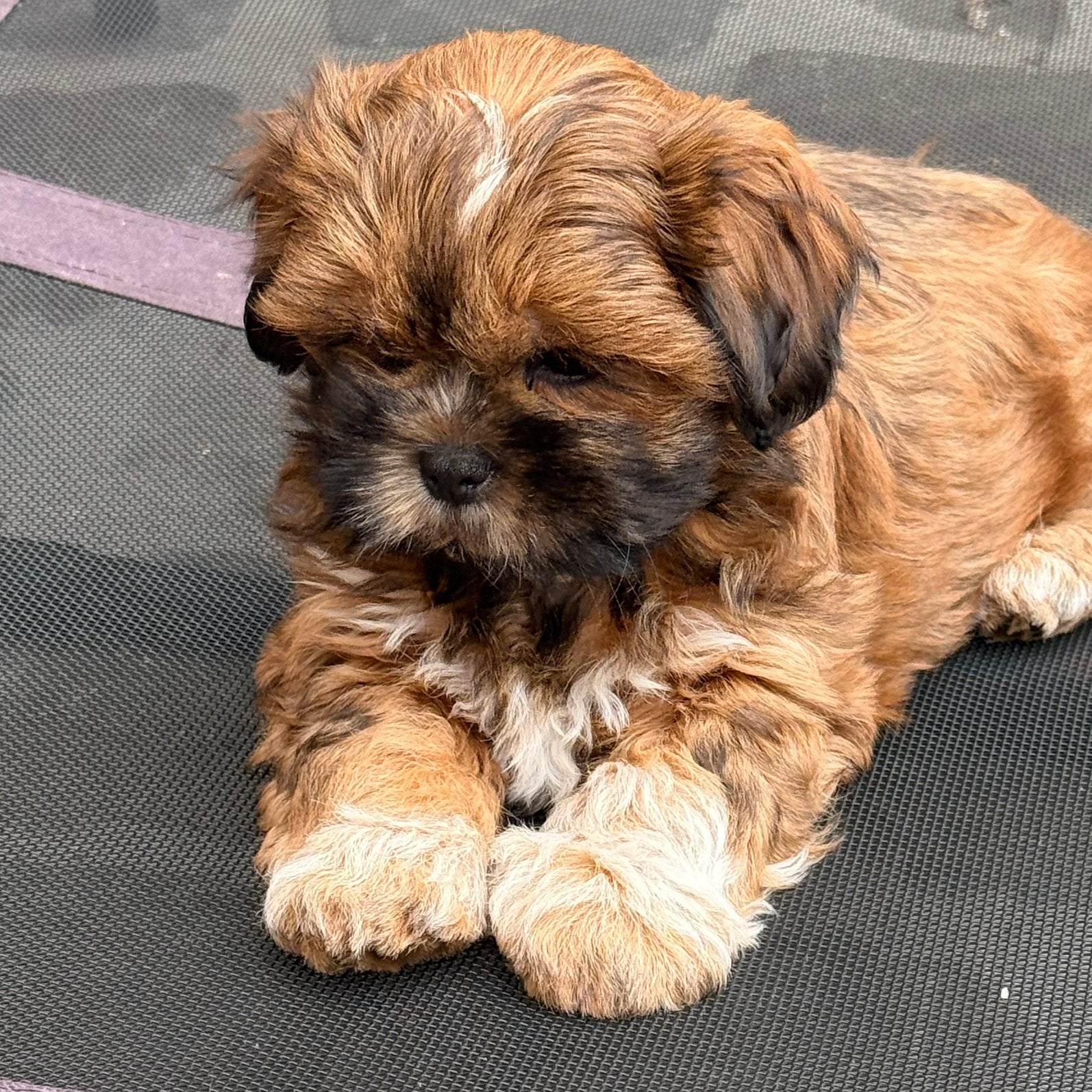 Lhasa apso pups, Dieren en Toebehoren, Parvo, Nederland, Overige rassen, 8 tot 15 weken