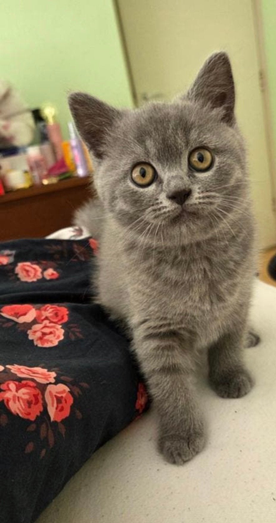Britse korthaar kitten, Dieren en Toebehoren, Kater